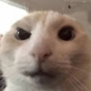 Meet your Posher, Ava